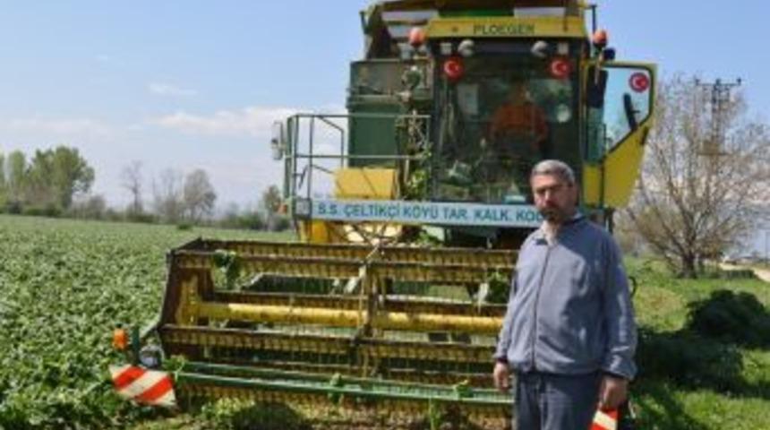 Bursa&rsquo;da Ispanak Hasadı Başladı