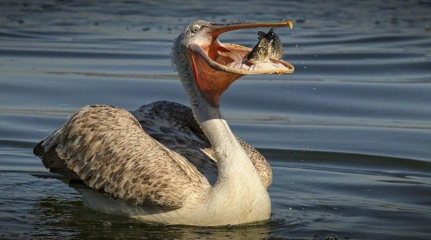D&uuml;nya Kupasına Bursa&rsquo;dan 4 Fotoğrafcı