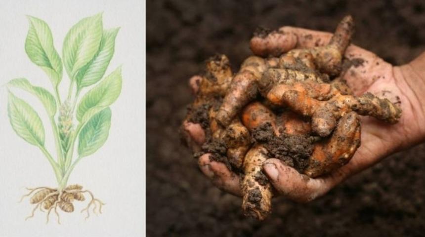 Evde Zerde&ccedil;al Nasıl Yetiştirilir?