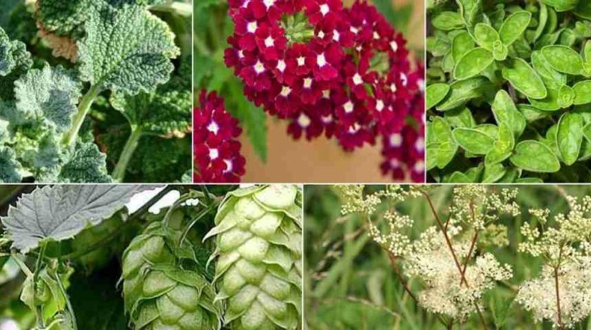 Kanser Riskini Azaltan 5 Şifalı Bitki