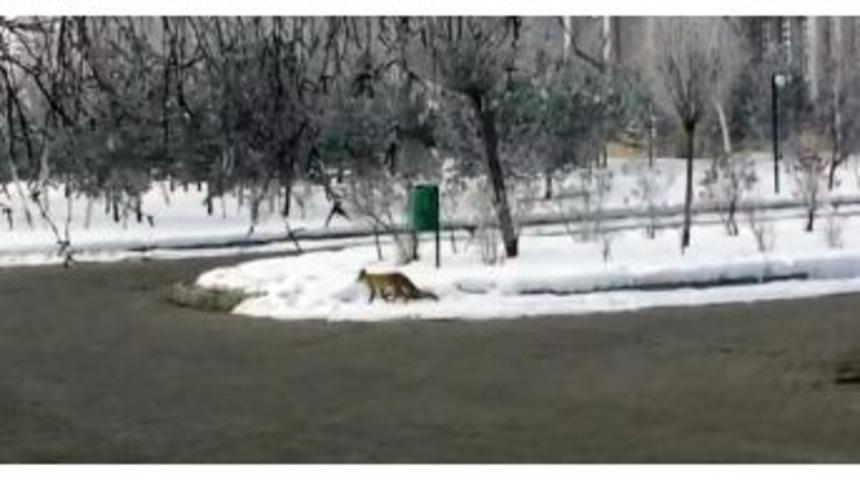 A&ccedil; Kalan Tilki Şehre İndi