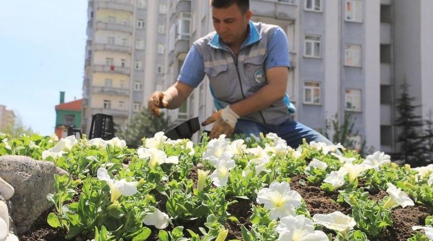 Talas 70 Bin &Ccedil;i&ccedil;ek Ve 50 Bin Fidanla S&uuml;slendi