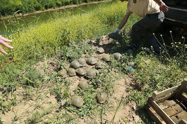 Tren Yolundaki 73 Kaplumbağa Kurtarıldı