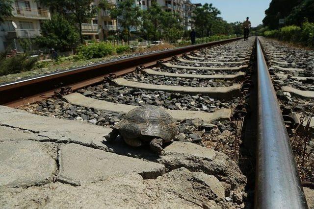 Tren Yolundaki 73 Kaplumbağa Kurtarıldı