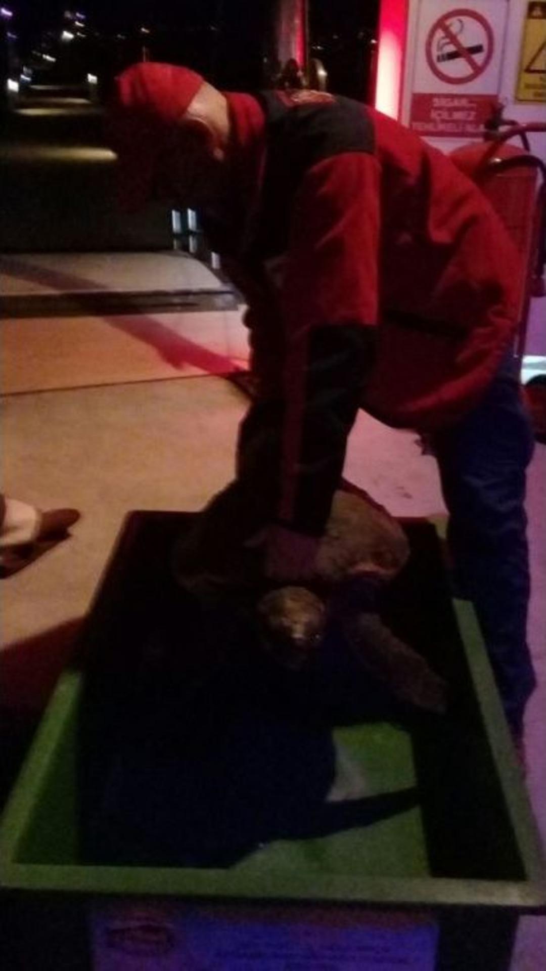 Bodrum Akut Ekibi Caretta Caretta Kurtardı