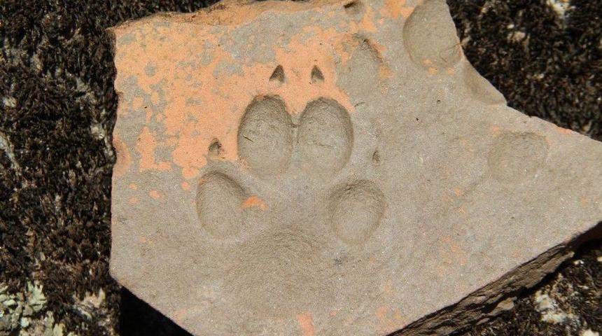 Latmos&rsquo;ta Bin Yıllık Hayvan İzi