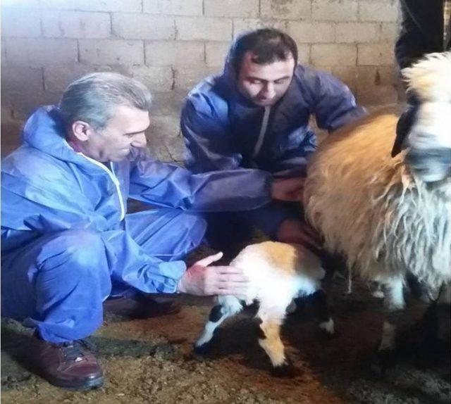 Tatvan’da Hayvan Ölümlerine Karşı Bilgilendirme