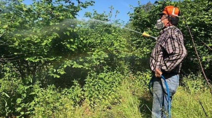 Fındıkta K&uuml;lleme Hastalığı M&uuml;cadelesi Başlıyor