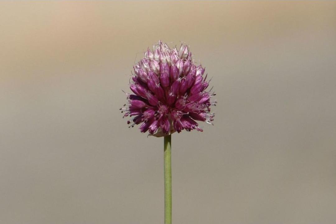 Siirt&rsquo;te Yeni Bir Bitki T&uuml;r&uuml; Keşfedildi