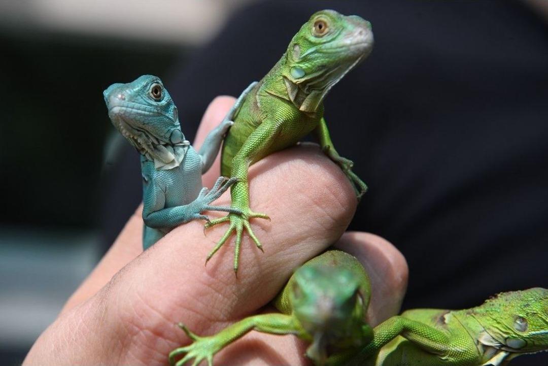 (&ouml;zel Haber) - Bursa Hayvanat Bah&ccedil;esi&rsquo;nin Sevimli Yavruları D&uuml;nyaya Geldi