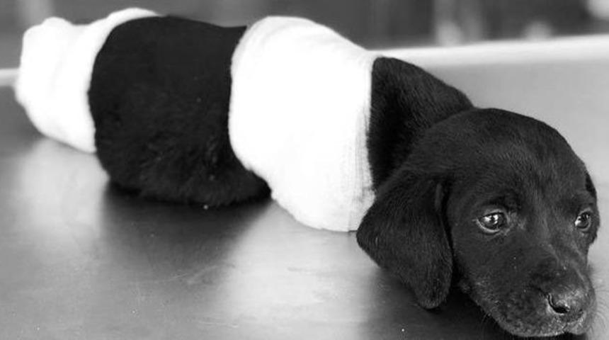 Hayvanlara Yapılan Eziyetin Altında Yatan Nedenlere Dikkat