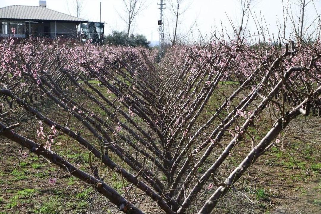 Nektarin Kış Ortasında &Ccedil;i&ccedil;ek A&ccedil;tı G&ouml;renler Şaştı