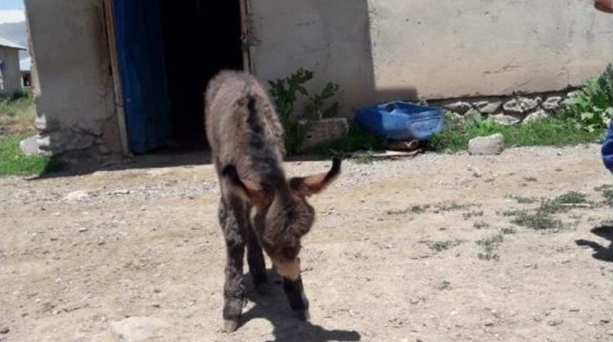 Organları Eksik Olan Ve Yol Kenarına Terk Edilen Sıpa Tedavi Altına Alındı