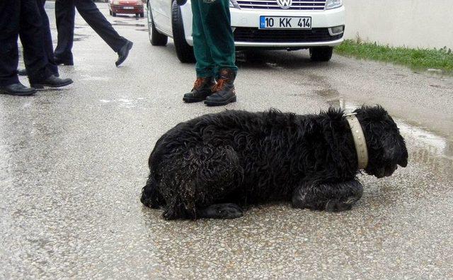 (özel Haber) Edremit’te Köpek Katliamı...