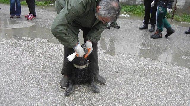 (özel Haber) Edremit’te Köpek Katliamı...