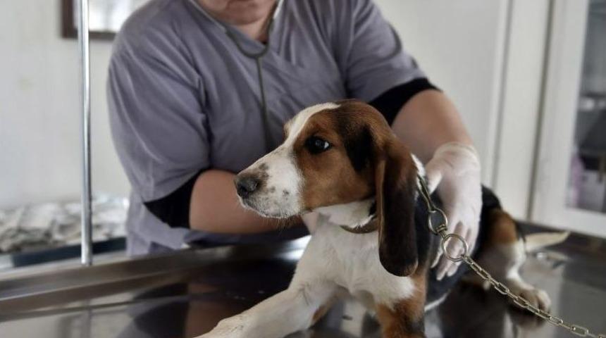 150 Sahipsiz Hayvan Yeni Yuvalarında