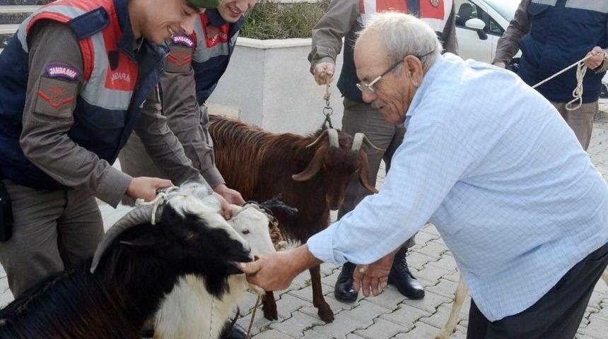 Antalya&rsquo;da K&uuml;&ccedil;&uuml;kbaş Hayvan Hırsızları Yakalandı