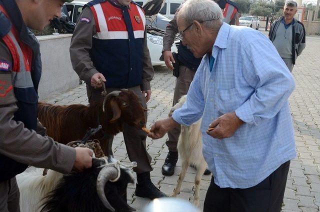 Antalya’da Küçükbaş Hayvan Hırsızları Yakalandı