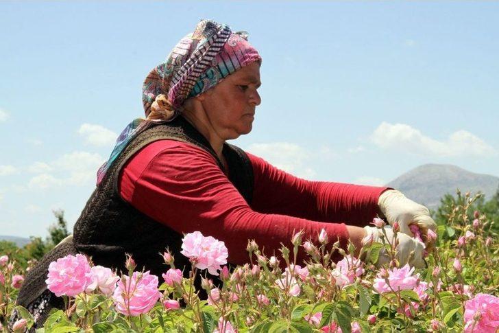Gülün, Geleneksel Yöntemlerle Gülsuyu Ve Gülyağına Giden Zahmetli Yolculuğu G1