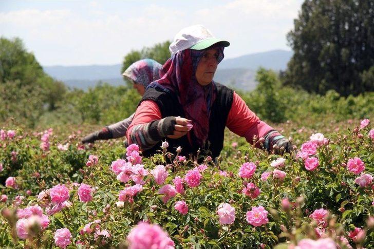 Gülün, Geleneksel Yöntemlerle Gülsuyu Ve Gülyağına Giden Zahmetli Yolculuğu G2