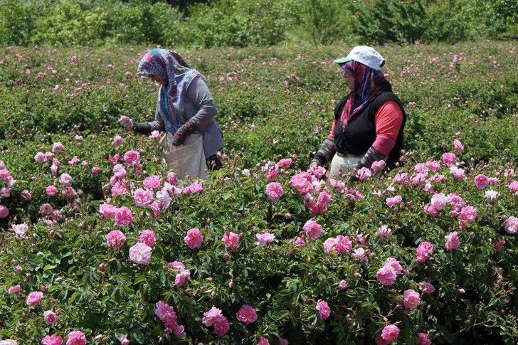 Gülün, Geleneksel Yöntemlerle Gülsuyu Ve Gülyağına Giden Zahmetli Yolculuğu G3