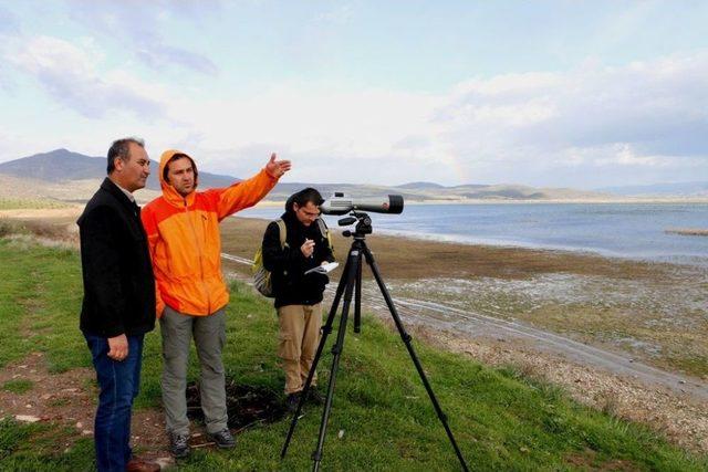 Marmara Gölünün Suyu Çekildi Balıkçıl Kuşlarının Sayısı Arttı