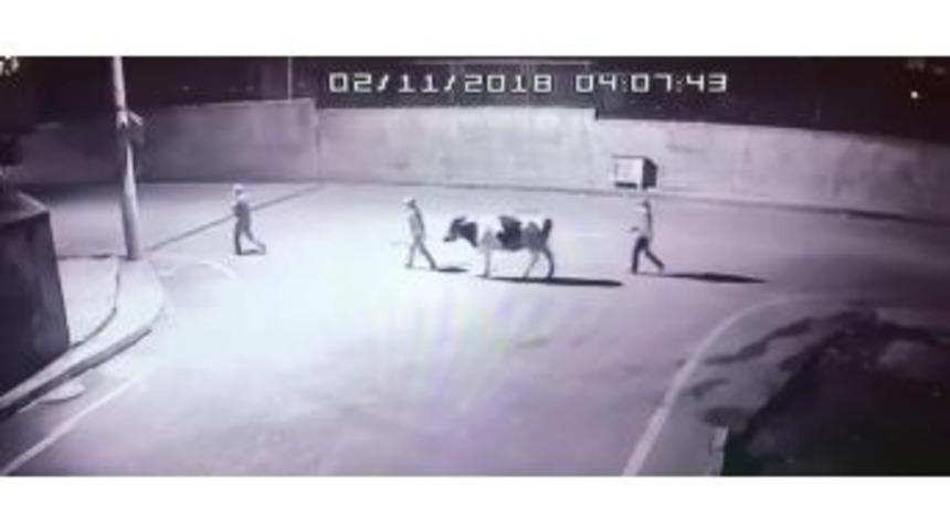 (&ouml;zel)-siverek&rsquo;te Dul Kadının İneğini &Ccedil;aldılar