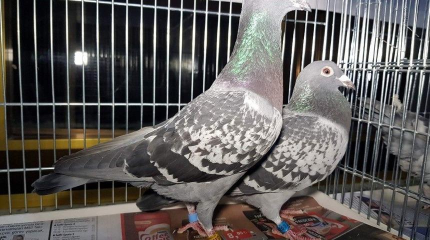 Mesafe Yarışmasında Dereceye Giren G&uuml;vercin Sahipleri &Ouml;d&uuml;llendirildi