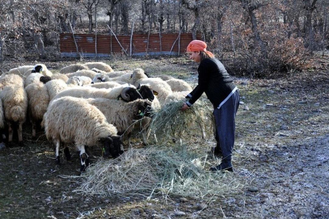 K&ouml;y&uuml;ne D&ouml;nd&uuml;, Devlet Desteği İle S&uuml;r&uuml; Sahibi Oldu