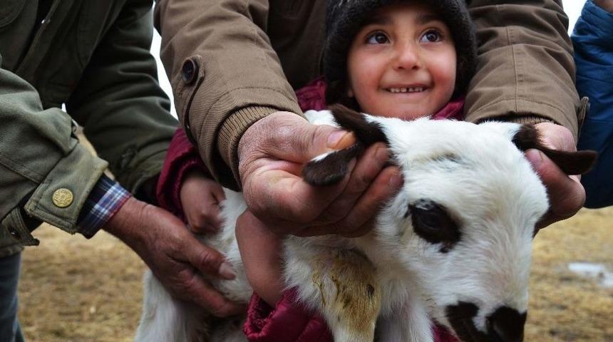 Muş’ta 4 Kulaklı Kuzu Dünyaya Geldi