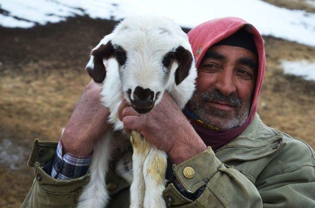 Muş’ta 4 Kulaklı Kuzu Dünyaya Geldi