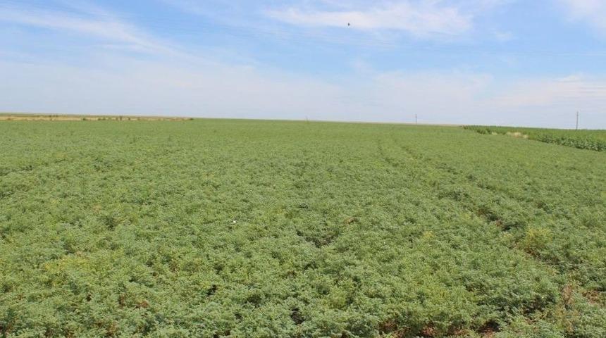 Kırklareli&rsquo;nde S&ouml;zleşmeli &Uuml;retilen Nohutlar İncelendi