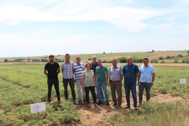 Kırklareli’nde Sözleşmeli Üretilen Nohutlar İncelendi