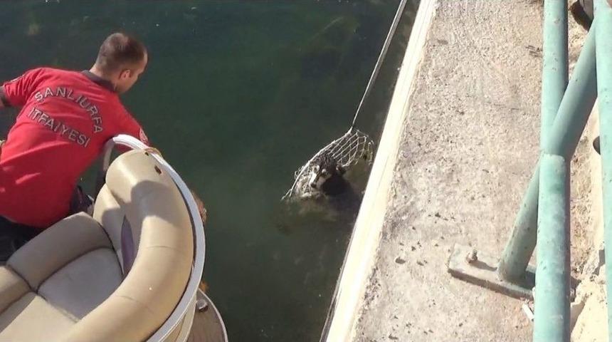 Fırat Nehri&rsquo;ne D&uuml;şen 2 K&ouml;pek Tekneyle Kurtarıldı