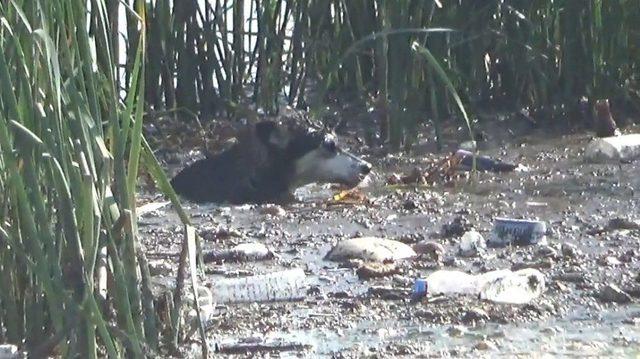 Fırat Nehri’ne Düşen 2 Köpek Tekneyle Kurtarıldı