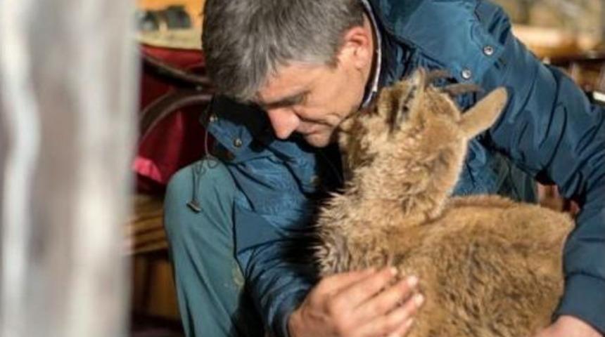 Yolunu Kaybeden Dağ Keçisi Yetkililere Teslim Edildi