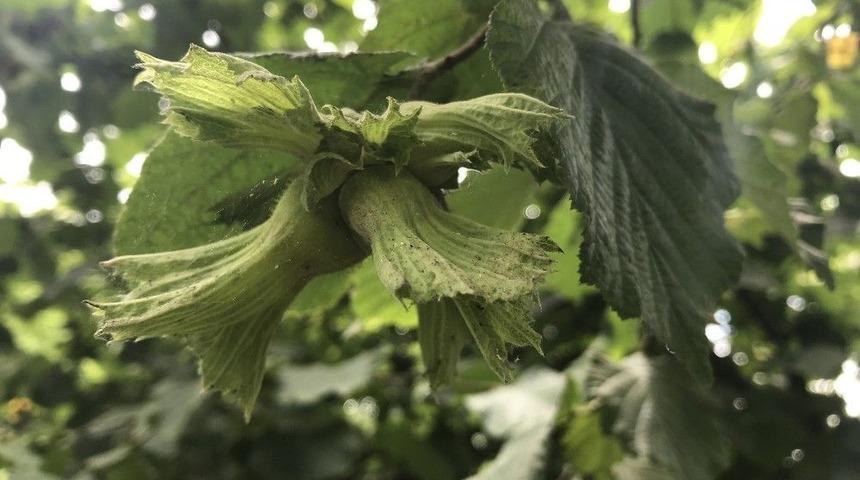 Üreticiler Bahçede Ama Akılları Fiyatlarda