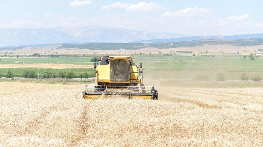 Kahramanmaraş’ta Hububat Hasadı Başladı