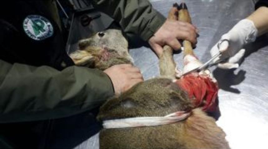 Rize&rsquo;de Yaralı Karaca Kurtarılarak Tedavi Altına Alındı