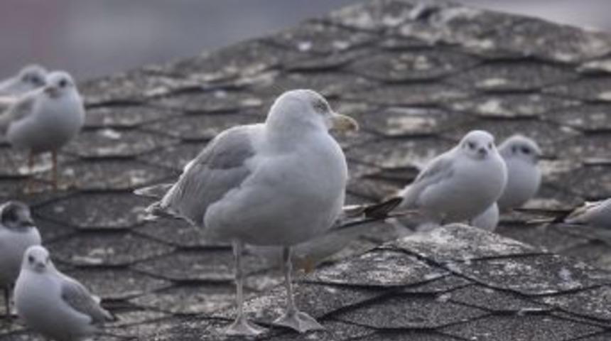 Zonguldak&rsquo;ın 306. Kuş T&uuml;r&uuml; Kaydedildi