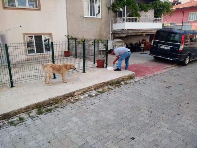 Büyükşehirden Sokak Hayvanları İçin Su Kapları