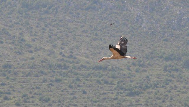 Leylekler 20 Yıldır Aynı Yuvada 1