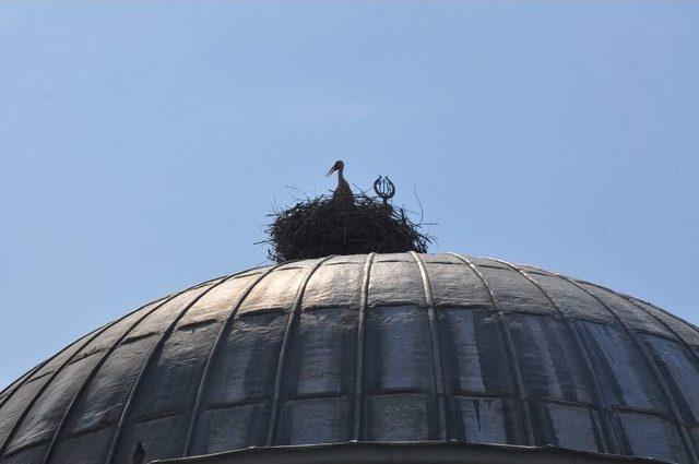 Leylekler 20 Yıldır Aynı Yuvada 2