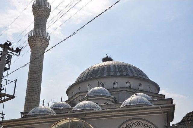 Leylekler 20 Yıldır Aynı Yuvada 3