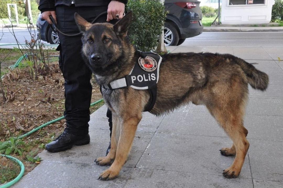 Eğitimdeki Polis K&ouml;pekleri G&ouml;rev İ&ccedil;in Hazırlanıyor