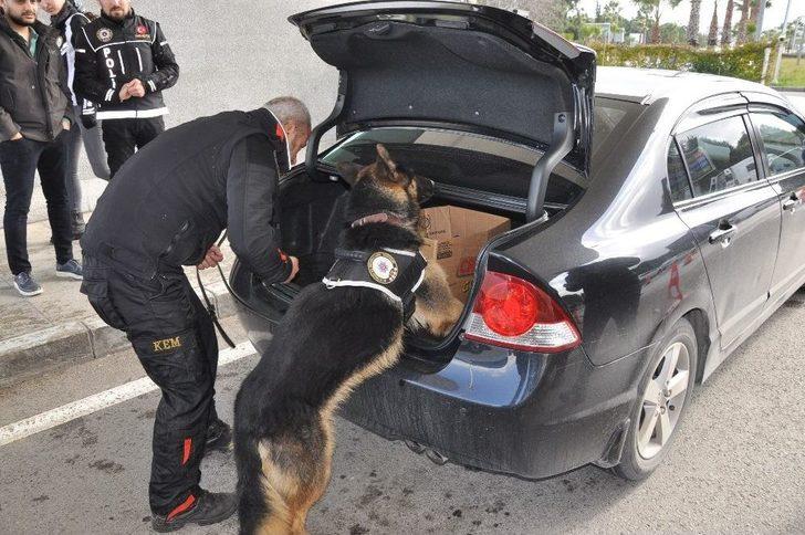 Eğitimdeki Polis Köpekleri Görev İçin Hazırlanıyor G1