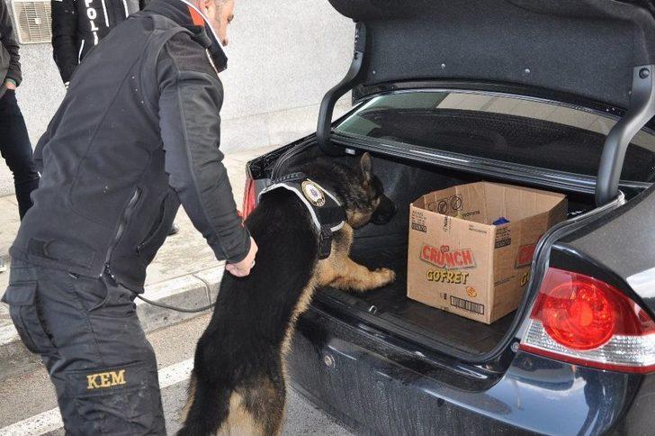 Eğitimdeki Polis Köpekleri Görev İçin Hazırlanıyor G2