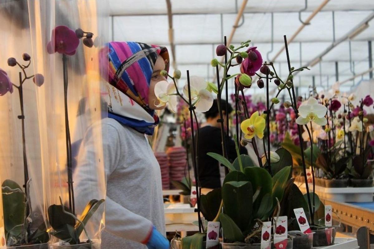 Orkide G&uuml;l İle Yarışıyor