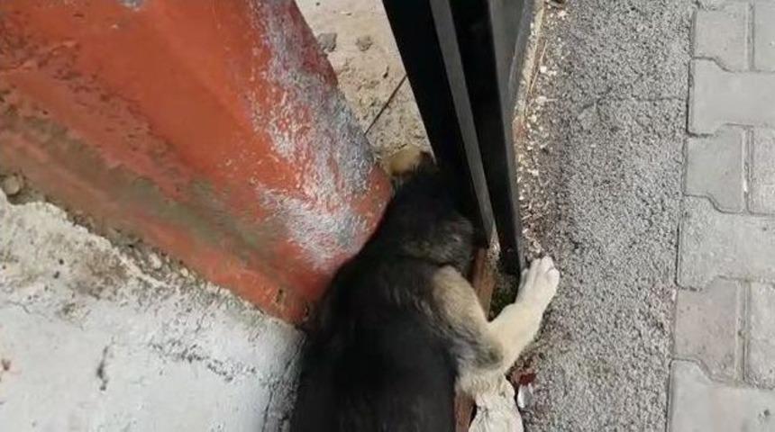 Başını Duvar İle Kapı Arasına Sıkışan K&ouml;pek Kurtarıldı