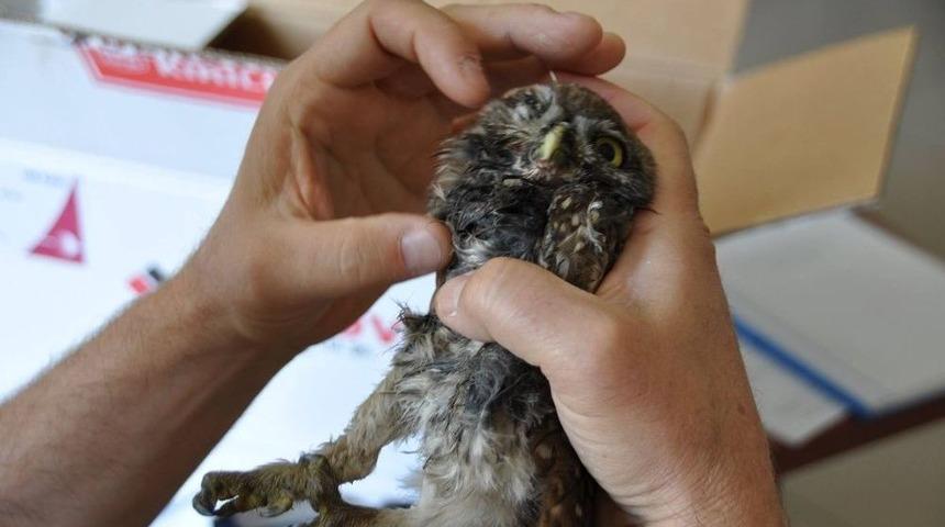 Yaralı Baykuş Tedavi Altına Alındı